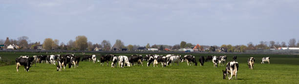 Cтоковое фото Голландские голштийн-коровы на пастбище