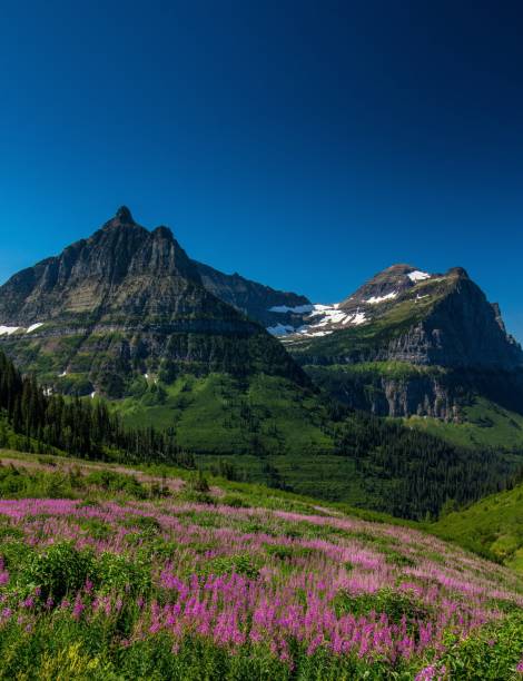 istock Glacier Wildflowers 828180484
