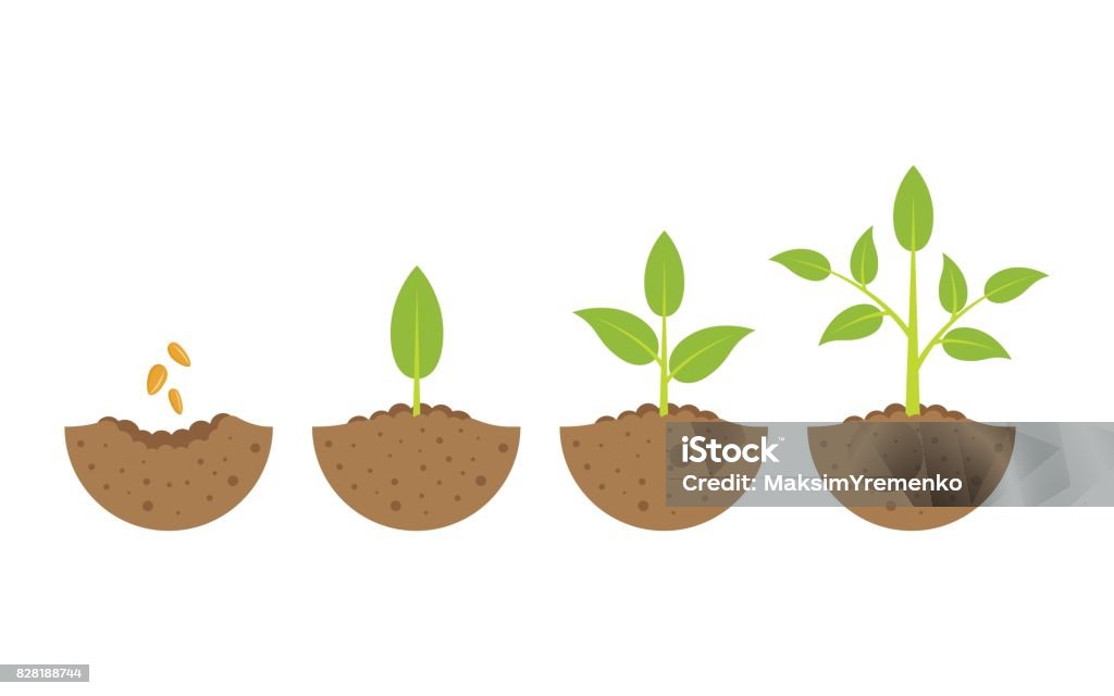 growing plant in process. on white background. growing plant in process, concept of planting process in flat design, how to grow tree from the seed in the garden easy step by step. Vector illustration Plant stock vector