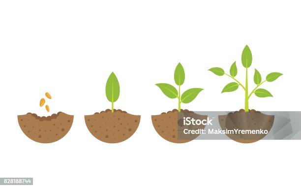 Growing Plant In Process On White Background Stock Illustration - Download Image Now - Plant, Growth, Seed