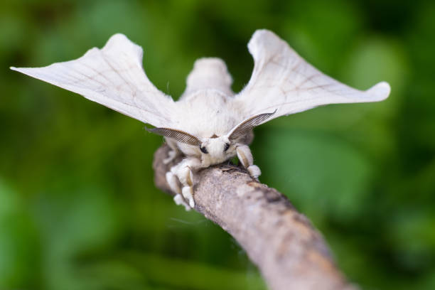 silkmoth em uma vara de madeira - traça - fotografias e filmes do acervo