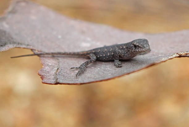 istock Baby Prairie lizard sitting on a child's hand 828196406