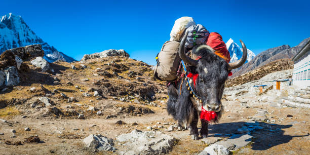 himalaya traditionelle sherpa yak tragen expedition getriebe bergweg nepal - gokyo tal stock-fotos und bilder