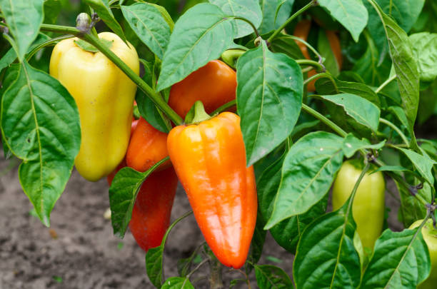 istock Green, yellow and red peppers growing in a garden 828205384