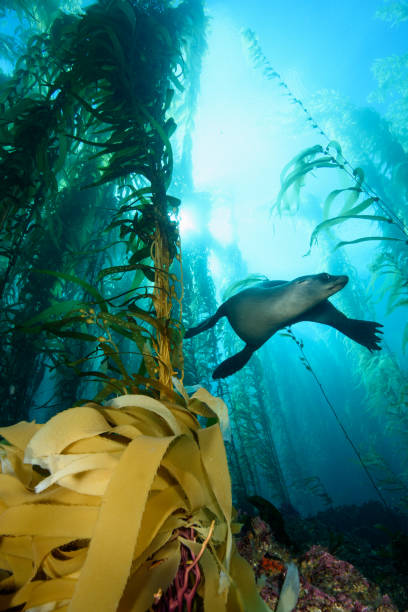 istock Sea Lion and Kelp 828205508