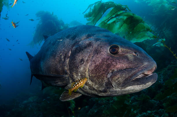 Giant Sea Bass in Kelp Forest Giant sea bass getting cleaned by a kelp bass at Catalina Island, California. black sea bass stock pictures, royalty-free photos & images