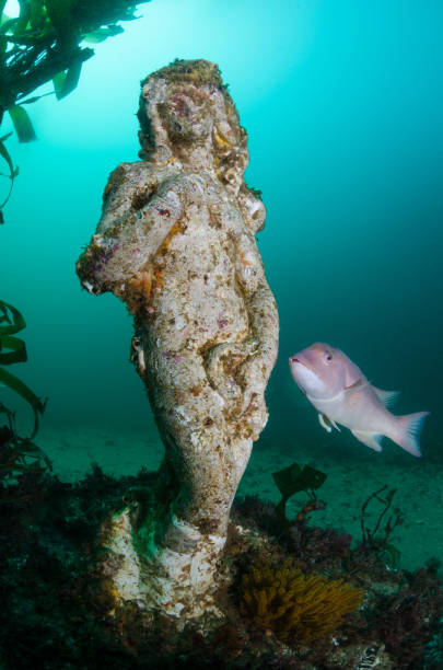 istock Underwater Statue and California Sheephead 828205620