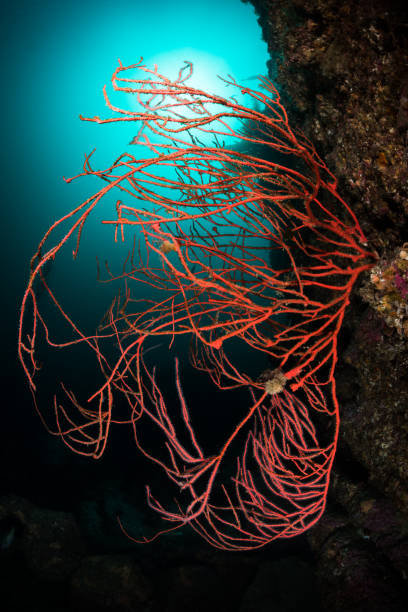istock Red Gorgonian Sea Fan 828205798
