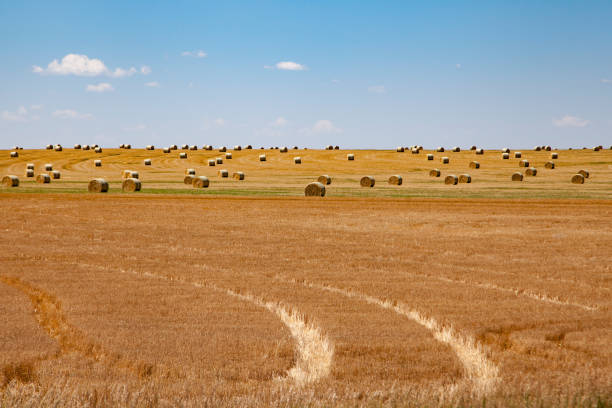 большое голубое небо над свежеубранным золотым пшеничным полем канзаса с круглыми тюками сена - kansas wheat bread midwest usa стоковые фото и изображения