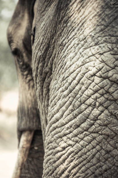 elefante africano close-up - safari animals elephant rear end animal nose - fotografias e filmes do acervo