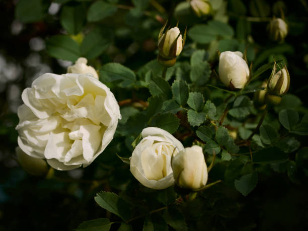 istock White flowers of dog-rose 828232870