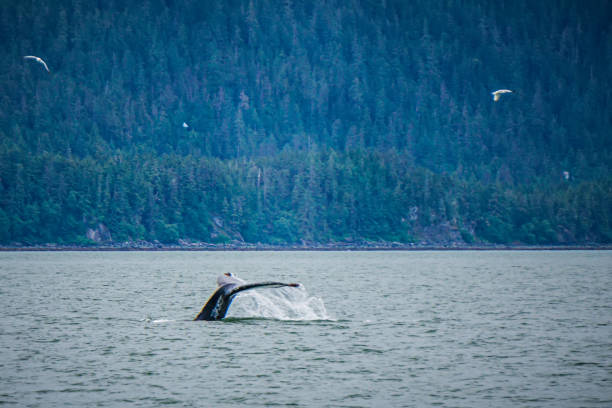 wielorybów oglądania na ulubionym kanale alaska - lynn canal zdjęcia i obrazy z banku zdjęć