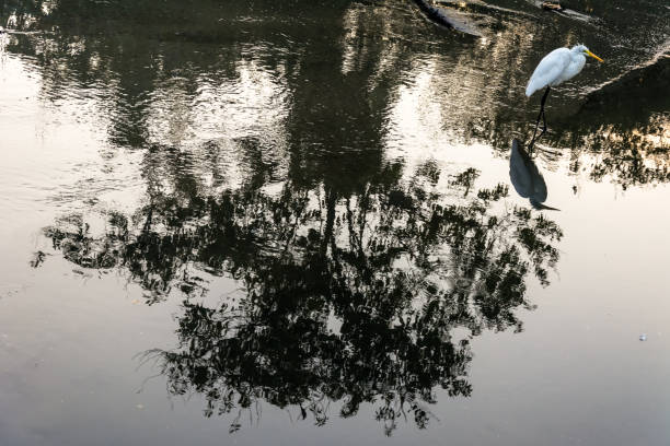 istock Big white bird (heron) on a river full of reflections and shadows 828244564