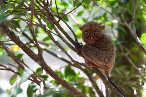 istock Tarsius of Belitung 828244682