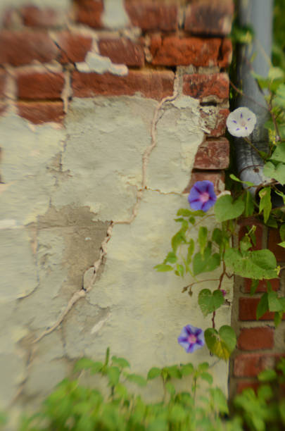 istock rustic plaster and brick wall with soft focus Morning Glory vines 828249748