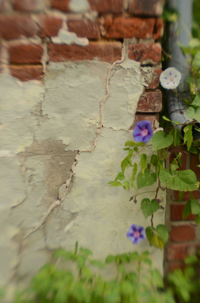 istock rustic plaster and brick wall with soft focus Morning Glory vines 828249904