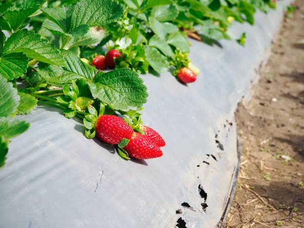 istock Fresh Strawberry at Strawberry Field 828257500