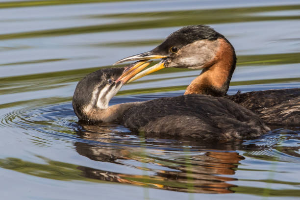 istock Red-necked Grebe Family 828260042