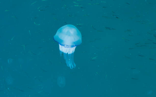 piękna świecąca niebieska meduza w błękitnym morzu wodnym z małym tłem ryb - scyphozoa zdjęcia i obrazy z banku zdjęć