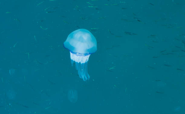 bela medusa azul brilhante no mar de águas azuis com fundo de peixe pequeno - scyphozoa - fotografias e filmes do acervo