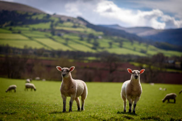 spring lambs - brecon beacons nationalpark stock-fotos und bilder