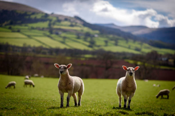 agneaux de printemps - brecon beacons photos et images de collection