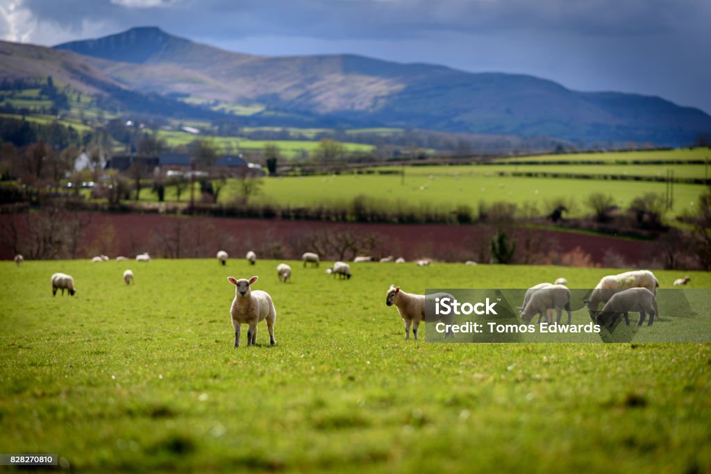 Spring Lambs A group of spring lambs beneath the Pen y Fan mountain range in South Wales Wales Stock Photo