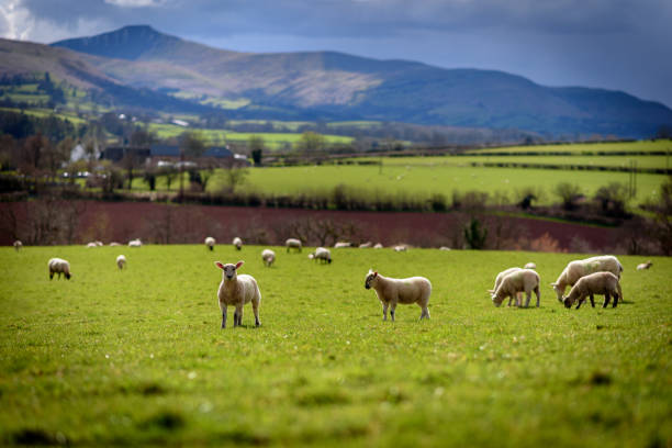 Spring With Lambs 35,800+ Spring Lambs Stock Photos, Pictures & Royalty-Free Images - iStock