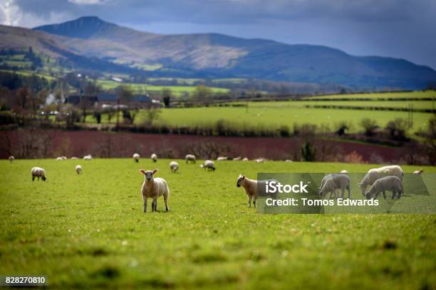 Spring Lambs Stock Photo - Download Image Now - Wales, Sheep, Springtime