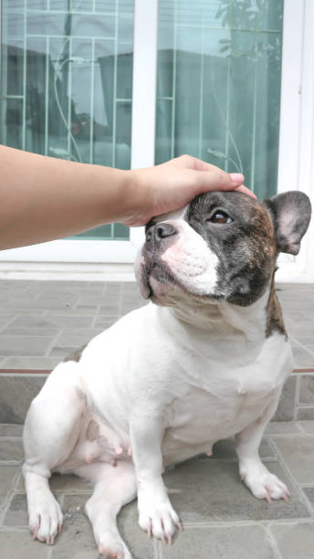 istock groping a dog , French bulldog 828284350