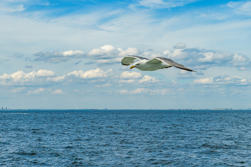 White gull flying Lower New York Bay, Atlantic Ocean