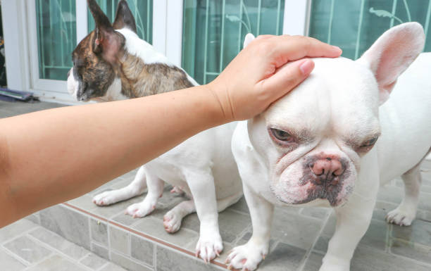 istock groping a dog , French bulldog 828286702