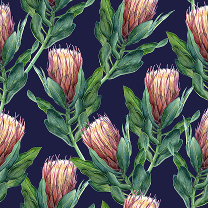 Pink Protea flower watercolor illustration. Seamless pattern design on a dark navy blue background.