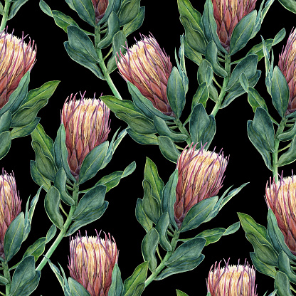Pink Protea flower watercolor illustration. Seamless pattern design on a black background.