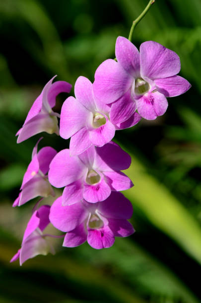 istock Purple Denerobium Orchids (Dendrobium Hybrid) in tropical garden. 828295350