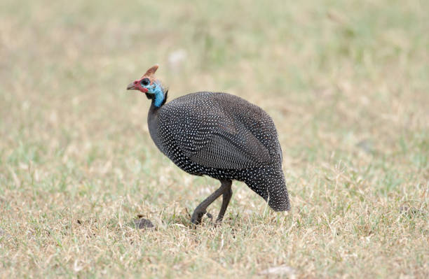 istock Helmeted guineafowl 828299342