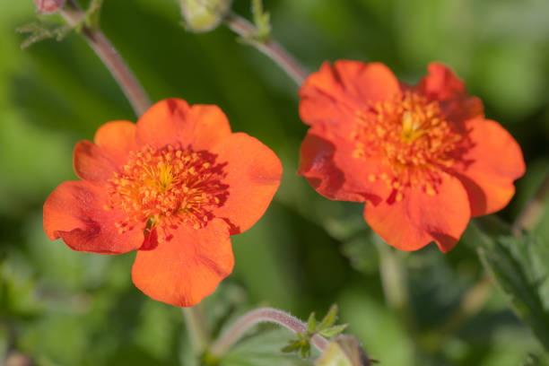istock red avens flowers closeup 828302034
