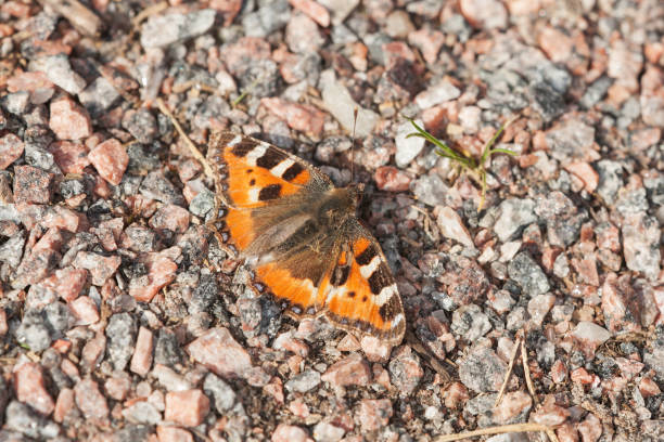 istock Orange butterfly sitting on stones 828302092