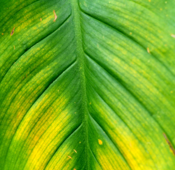 istock Leaf texture, leaf background. Leaf Motifs that occurs natural. Abstract green leaf pattern 828302616