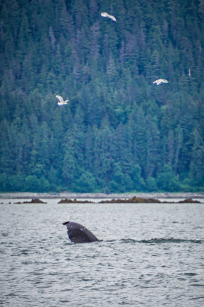 istock whale watching on favorite channel alaska 828305750