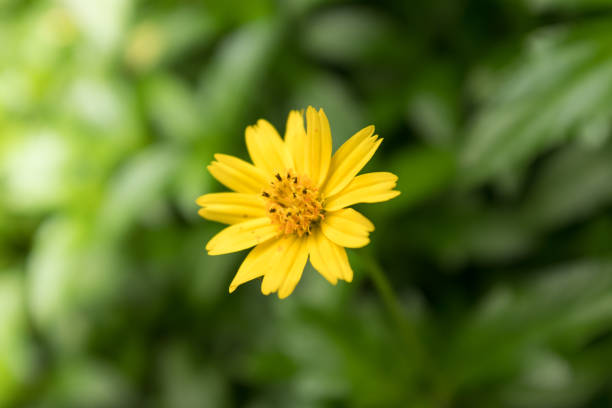 istock Wild Yellow Flowers Shining by the Sun 828305786