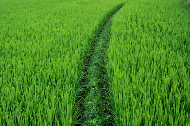 istock close up rice field paddy field rice natural background 828306114