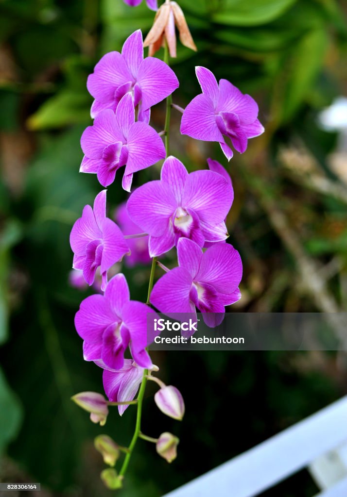 Foto de Flores Da Orquídea Belas Orquídeas Flores Naturais e mais fotos de  stock de Agricultura - iStock