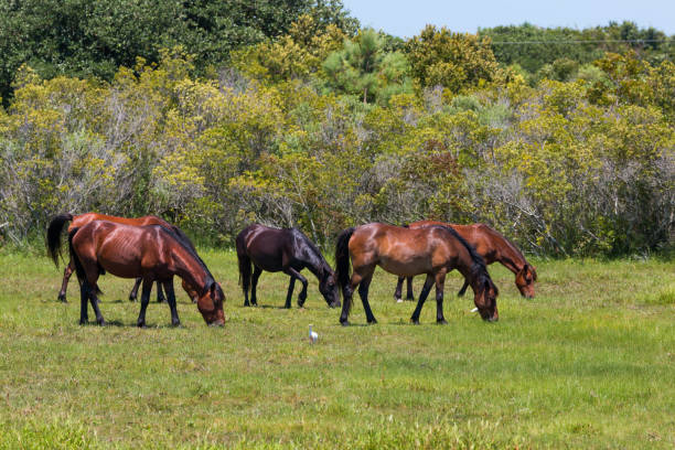 A herd of wild Spanish Mustangs grazing in a meadow in Corolla, North Carolina.