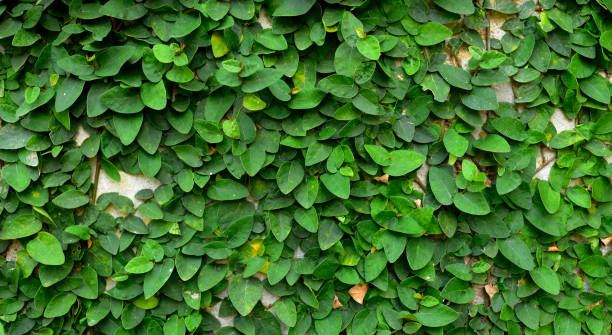 istock Green Creeper Plant on cement wall 828306980