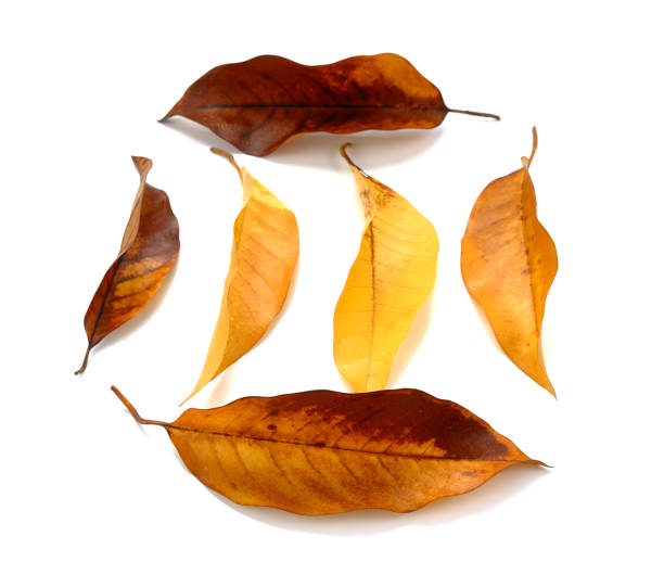 istock Autumn leaves isolated on white background 828307098