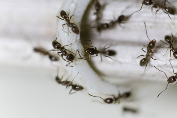 Group of ants walking on a cable stock photo