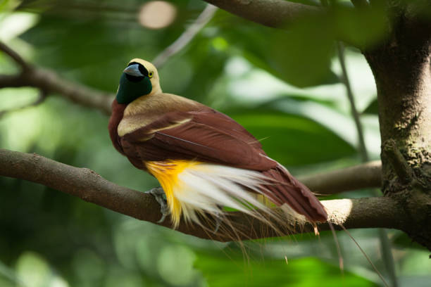 istock Lesser bird of paradise 828315502