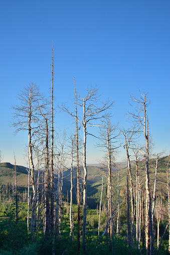 Aspen trees killed by blight of either fungi, borers or bark beetles proliferating due to climate change throughout the Rocky Mountains leave a stark landscape scene