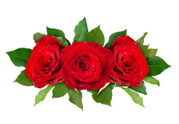 istock Red rose flowers arrangement 828318906